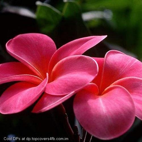 Two-Red-Flowers-Display-Picture