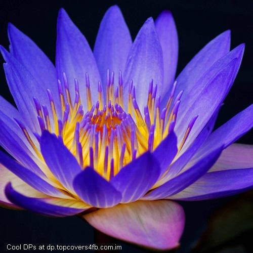 Voilet-Light-Flower-Display-Picture