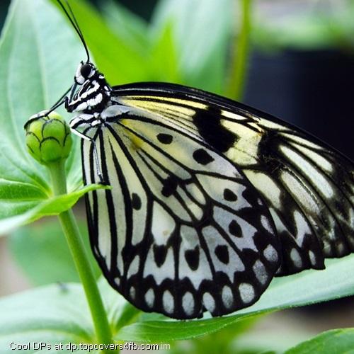 Waiting-To-Blossom-Display-Picture