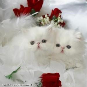 White-Cute-Kitty-Display-Picture