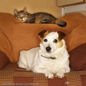 White-Dog-And-Sleeping-Kitty-Display-Picture
