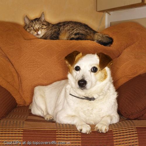 White-Dog-And-Sleeping-Kitty-Display-Picture