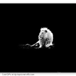 White-Lion-Display-Picture