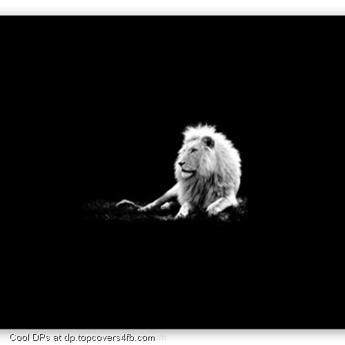 White-Lion-Display-Picture