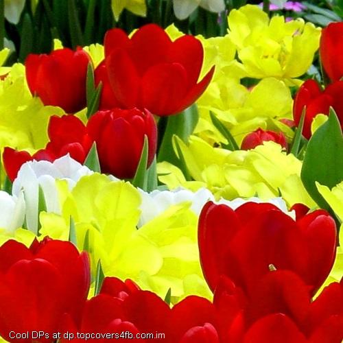 Yellow-And-Red-Flower-Display-Picture