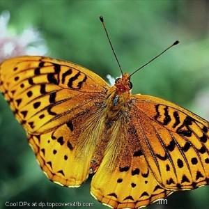 Yellow-Wing-Butterfly-Display-Picture