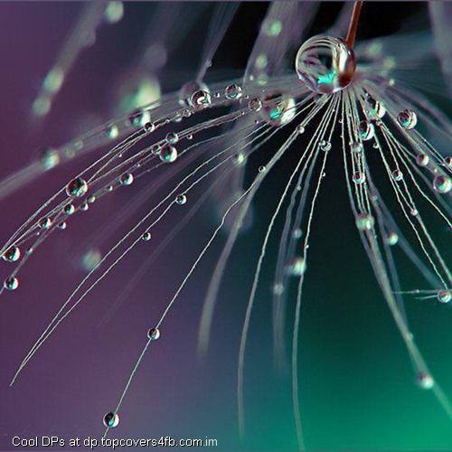Beautiful-Drops-View-Display-Picture