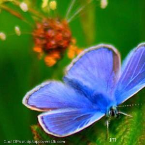 Blue-Butterfly-Display-Picture