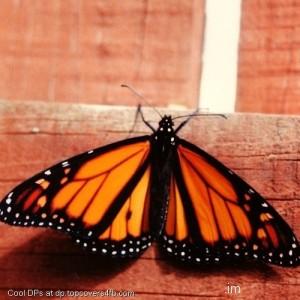 Butterfly-Monrach-Display-Picture