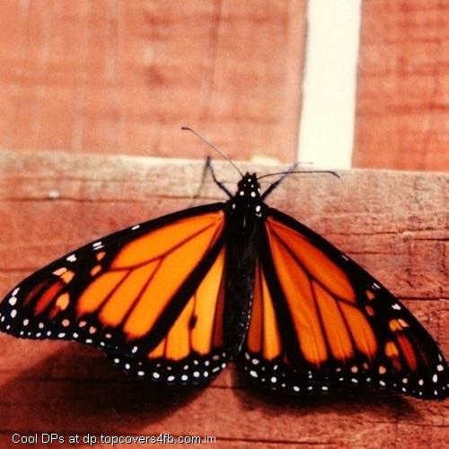 Butterfly-Monrach-Display-Picture