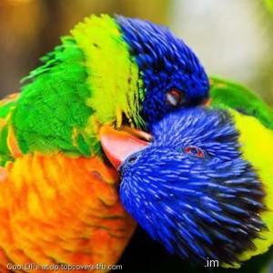 Colorful-Cute-Parrots-Display-Picture