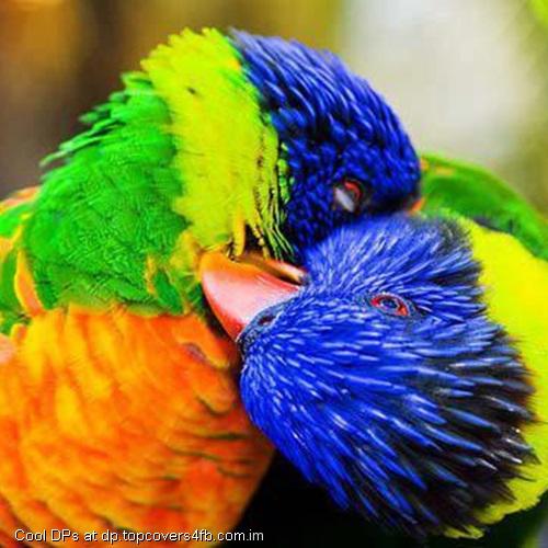 Colorful-Cute-Parrots-Display-Picture