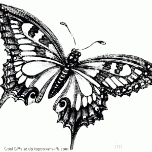 Colour-This-Butterfly-Display-Picture