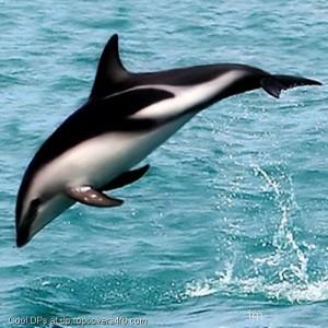 Dusky-Dolphin-Display-Picture