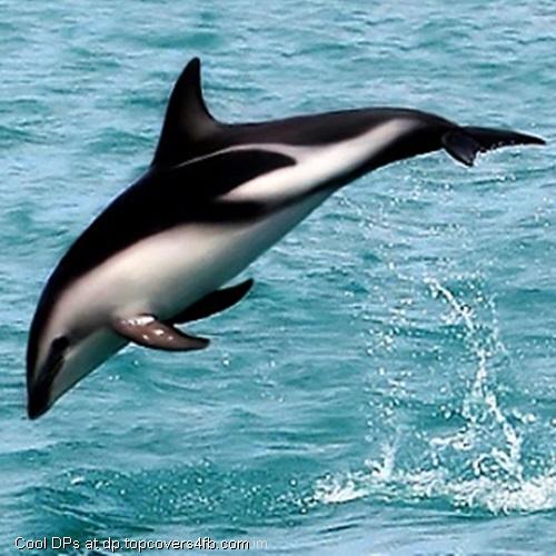 Dusky-Dolphin-Display-Picture