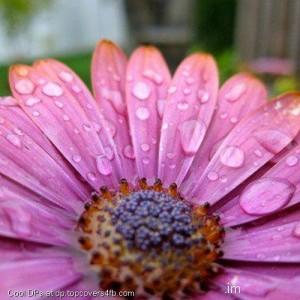 Flower-Drops-Petals-Display-Picture