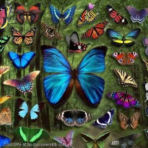Many-Butterflies-Display-Picture