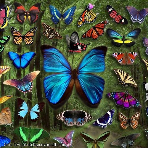 Many-Butterflies-Display-Picture