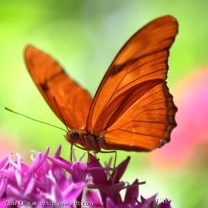 Orange-Butterfly-On-Flower-Display-Picture