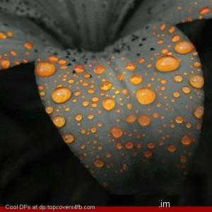Orange-Petal-Drops-Display-Picture