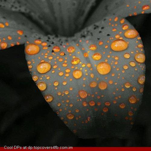 Orange-Petal-Drops-Display-Picture