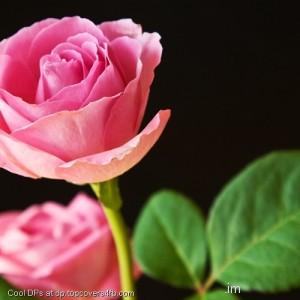 Pink-Rose-Display-Picture