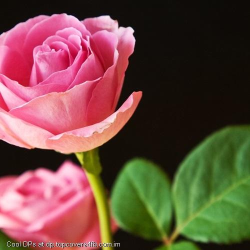 Pink-Rose-Display-Picture
