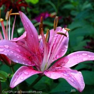 Pollen-Of-Lilly-Flower-Display-Picture
