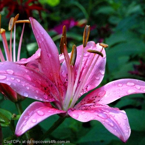 Pollen-Of-Lilly-Flower-Display-Picture