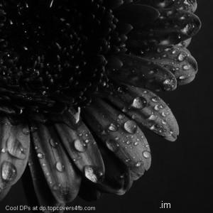 Rain-Drops-On-Flower-Display-Picture