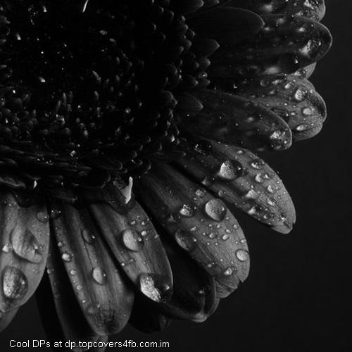 Rain-Drops-On-Flower-Display-Picture