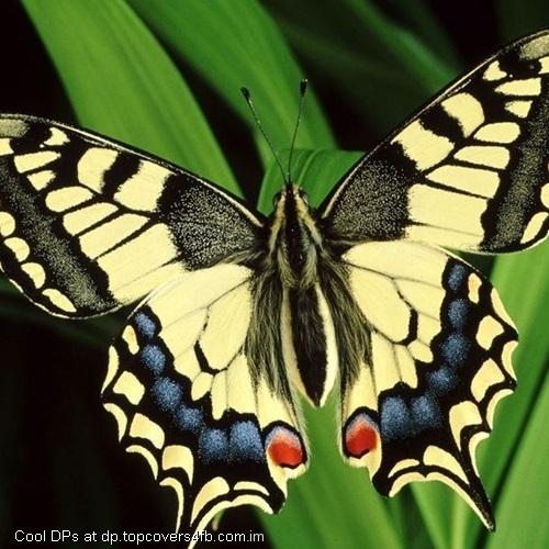 Tiger-Butterfly-On-Grass-Display-Picture