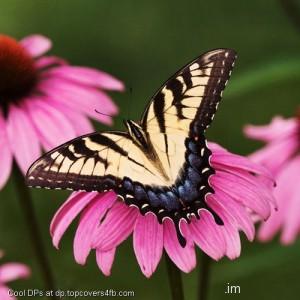 Tiger-Pink-Flower-Display-Picture