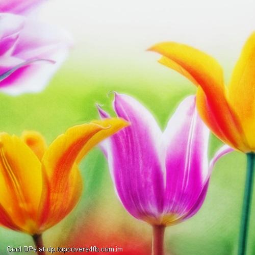 Tulips-Flower-Display-Picture