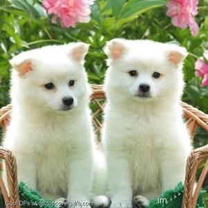 Two-Cute-Puppies-Sit-On-The-Chair-Display-Picture