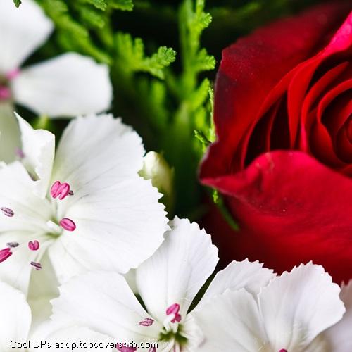 White-And-Rose-Flower-Display-Picture