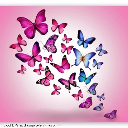 World-Of-Butterflies-Display-Picture