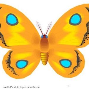 Yellow-Butterfly-Display-Picture