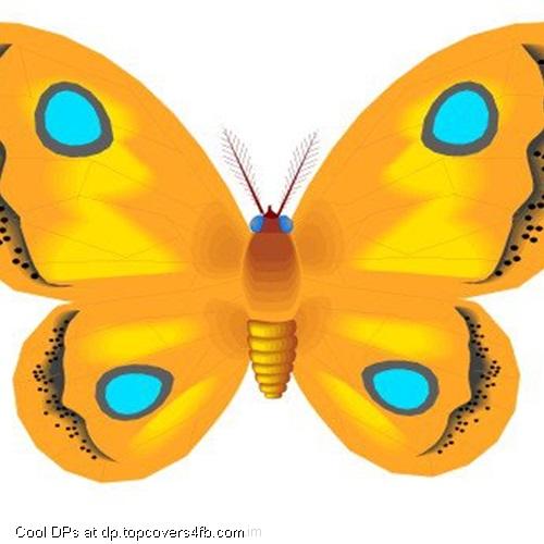 Yellow-Butterfly-Display-Picture