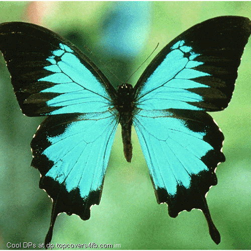 Awesome-Colorful-Butterfly-Display-Picture