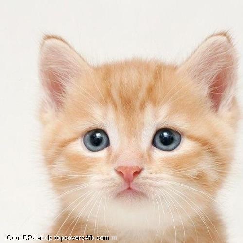 Cute-Brown-Cat-Display-Picture