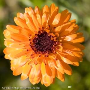 Pollen-In-Orange-Flower-Display-Picture