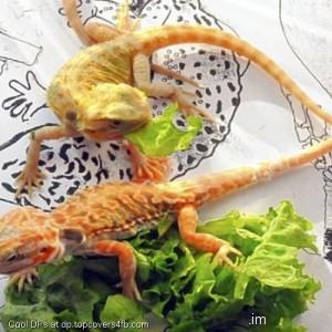 Repitalie-Pets-Display-Picture