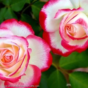 Rose-For-You-Display-Picture