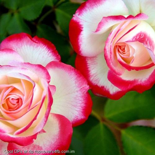 Rose-For-You-Display-Picture
