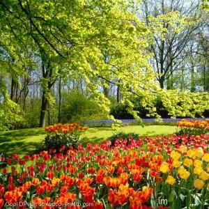 Tulips-Flower-Farming-Display-Picture