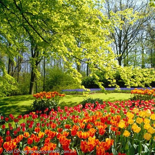 Tulips-Flower-Farming-Display-Picture