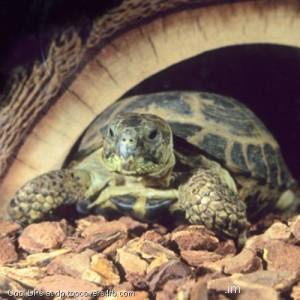 Turtle-Is-Good-Pet-Display-Picture