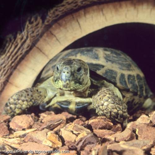 Turtle-Is-Good-Pet-Display-Picture