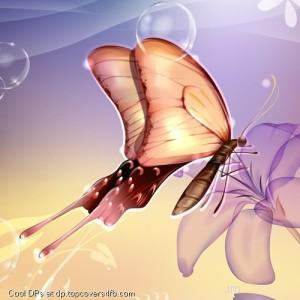 Vector-Butterfly-Display-Picture